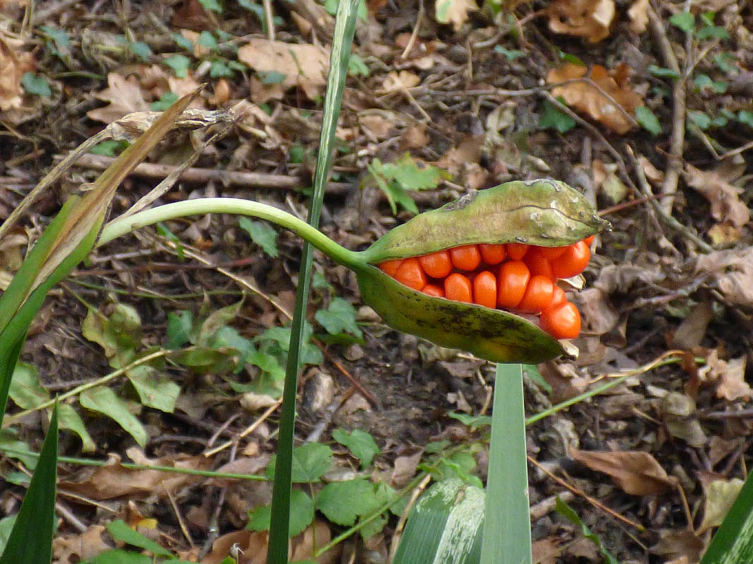 Iris foetidissima